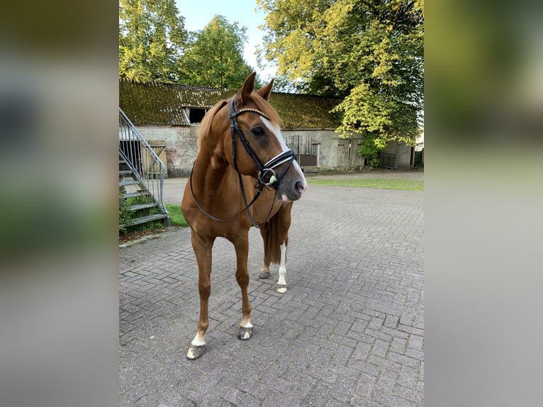 Niemiecki kuc wierzchowy Wałach 10 lat 147 cm Kasztanowata in Tarmstedt