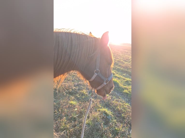 Niemiecki kuc wierzchowy Wałach 12 lat 145 cm Kasztanowata in Fehrbellin