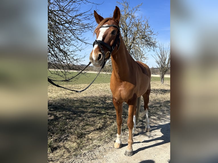 Niemiecki kuc wierzchowy Wałach 12 lat 146 cm Kasztanowata in Vierkirchen