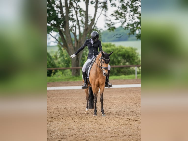 Niemiecki kuc wierzchowy Wałach 12 lat 148 cm Bułana in Nieder-Olm