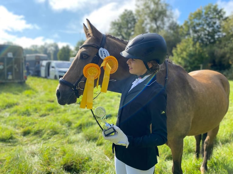 Niemiecki kuc wierzchowy Wałach 12 lat 148 cm Bułana in Nieder-Olm