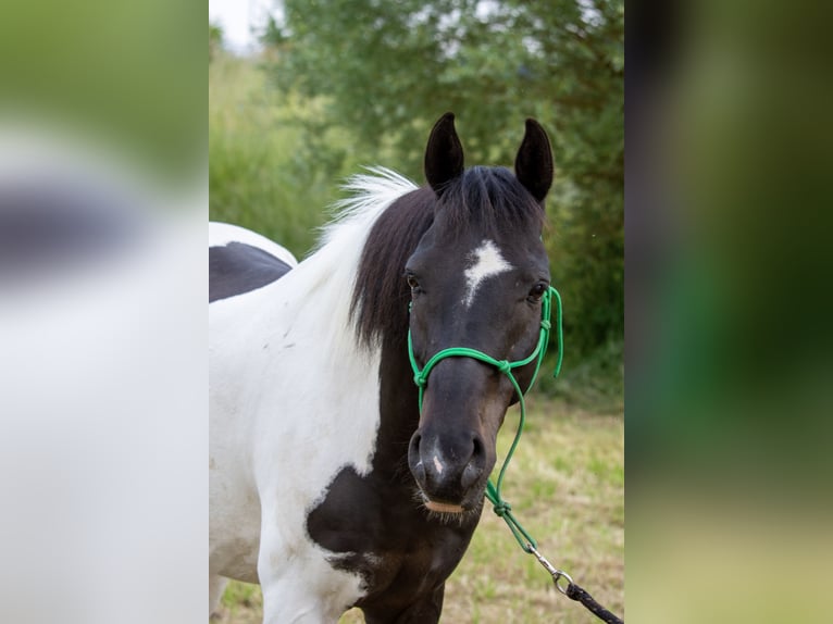 Niemiecki kuc wierzchowy Wałach 13 lat 147 cm Srokata in Lohra