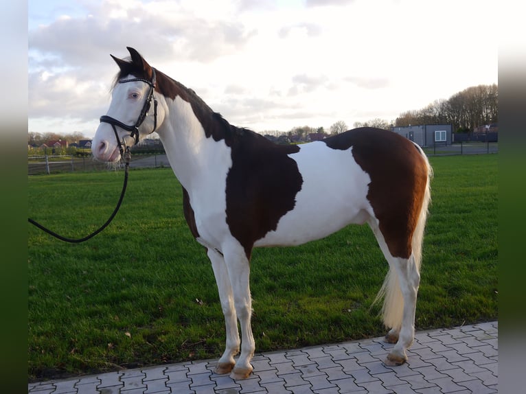 Niemiecki kuc wierzchowy Wałach 13 lat 159 cm Srokata in Haselünne