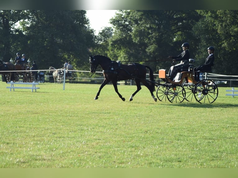 Niemiecki kuc wierzchowy Wałach 14 lat 147 cm Skarogniada in Warendorf