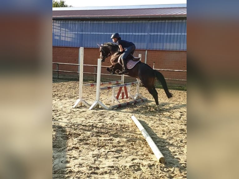 Niemiecki kuc wierzchowy Wałach 14 lat 147 cm Skarogniada in Warendorf