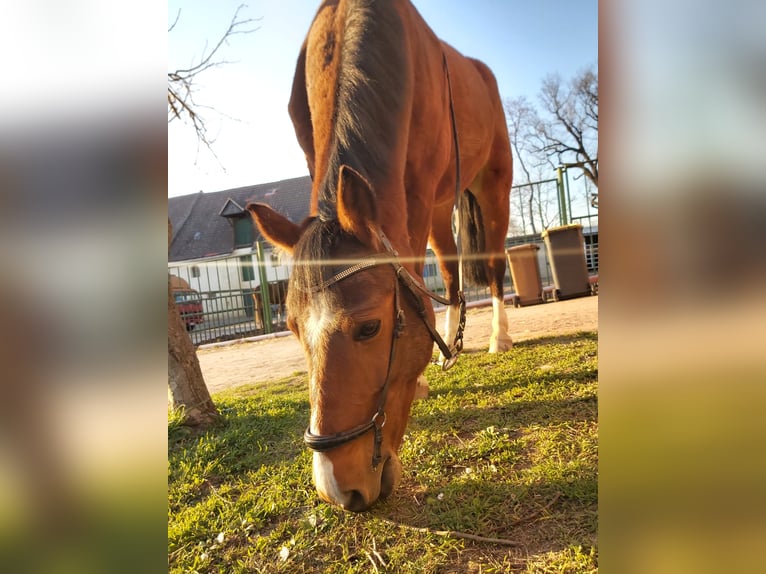 Niemiecki kuc wierzchowy Wałach 14 lat 148 cm Gniada in Hohenerxleben