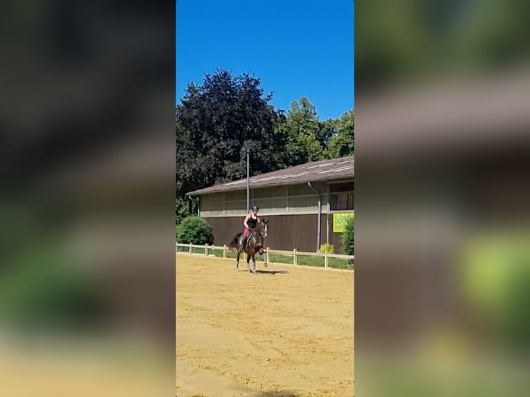 Niemiecki kuc wierzchowy Wałach 15 lat 145 cm Gniada in Wesel