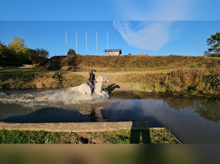 Niemiecki kuc wierzchowy Wałach 15 lat 146 cm Siwa in Pansdorf, Holstein