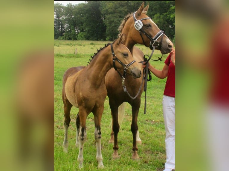 Niemiecki kuc wierzchowy Wałach 1 Rok 148 cm Bułana in Velpke