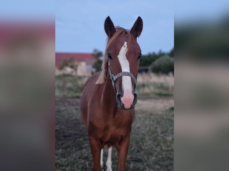 Niemiecki kuc wierzchowy Wałach 1 Rok Kasztanowata in Lübz