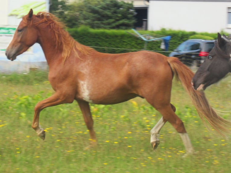 Niemiecki kuc wierzchowy Wałach 2 lat 142 cm Kasztanowata in Velpke