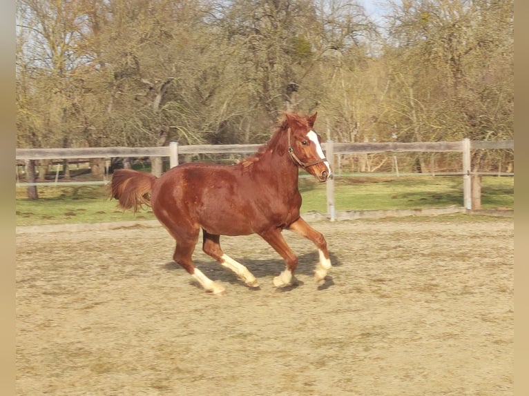 Niemiecki kuc wierzchowy Wałach 2 lat 143 cm Kasztanowata in Crossen