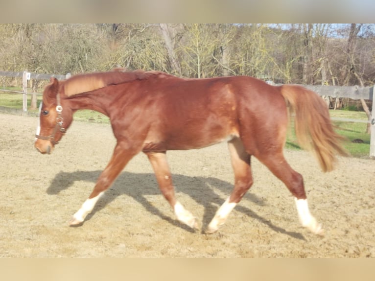 Niemiecki kuc wierzchowy Wałach 2 lat 143 cm Kasztanowata in Crossen