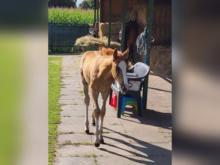 Niemiecki kuc wierzchowy Wałach 2 lat 148 cm Kasztanowata in Spelle