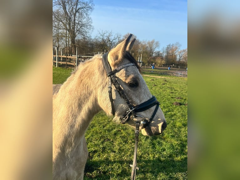 Niemiecki kuc wierzchowy Wałach 3 lat 145 cm Bułana in G&#xFC;strow