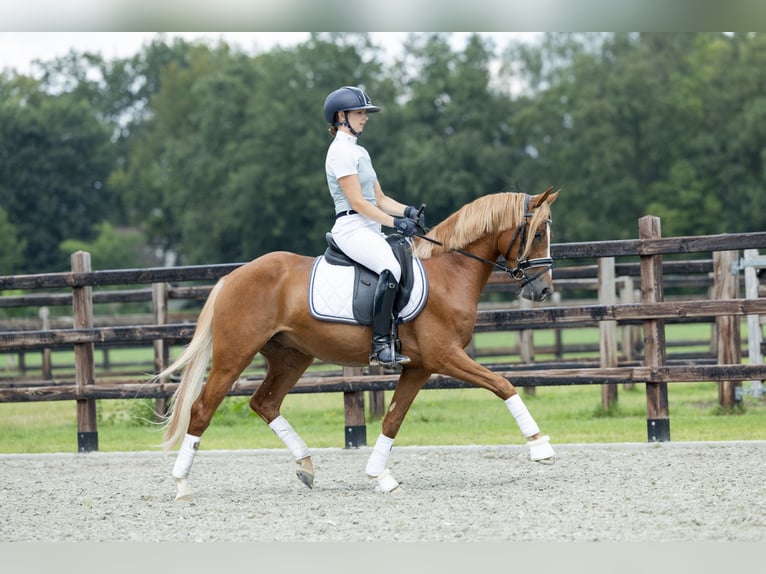 Niemiecki kuc wierzchowy Wałach 3 lat 145 cm Kasztanowata in Veghel