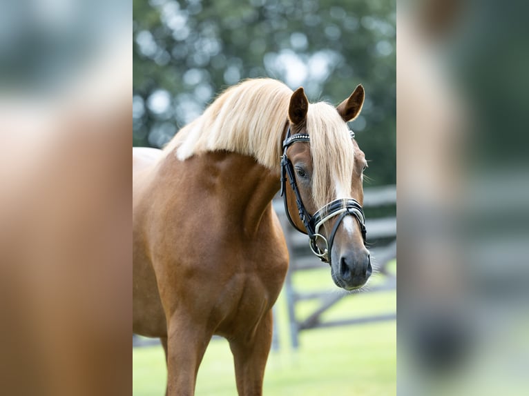 Niemiecki kuc wierzchowy Wałach 3 lat 145 cm Kasztanowata in Veghel