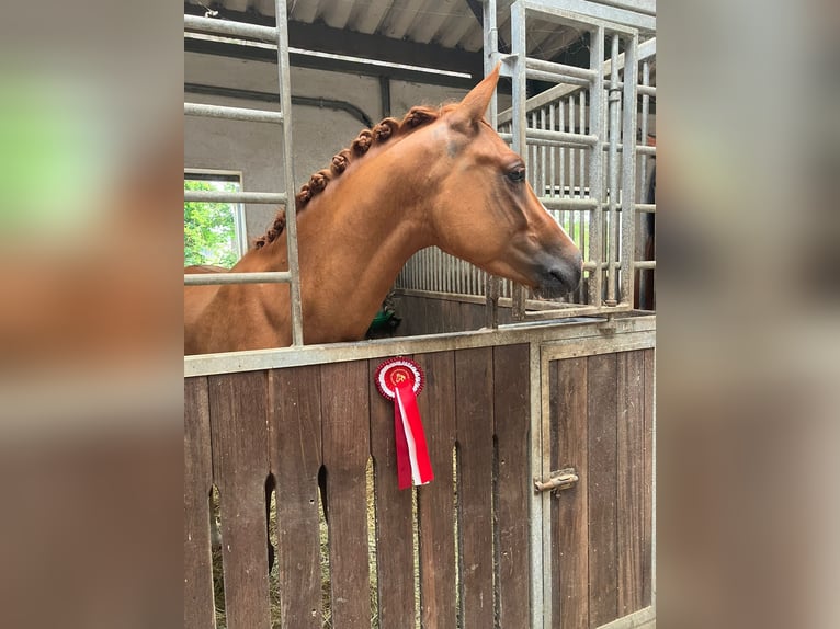 Niemiecki kuc wierzchowy Wałach 3 lat 147 cm Kasztanowata in Geboth