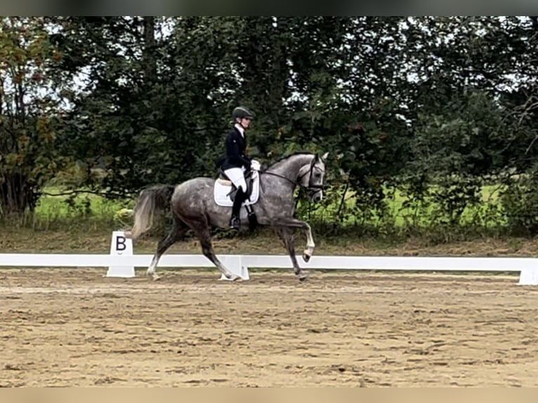 Niemiecki kuc wierzchowy Wałach 3 lat 147 cm Siwa in Lilienthal