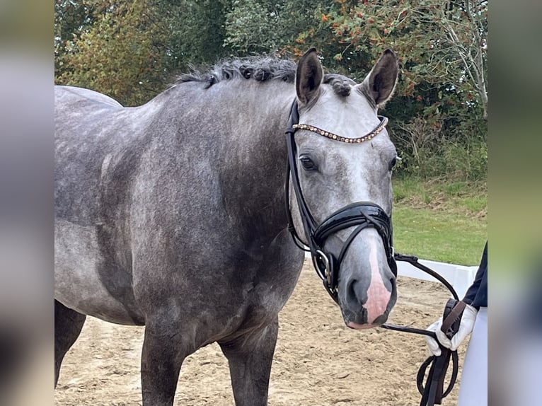 Niemiecki kuc wierzchowy Wałach 3 lat 147 cm Siwa in Lilienthal