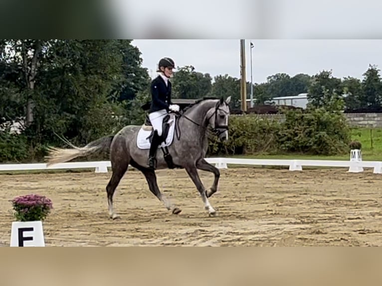 Niemiecki kuc wierzchowy Wałach 3 lat 147 cm Siwa in Lilienthal