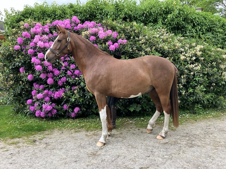 Niemiecki kuc wierzchowy Wałach 3 lat 148 cm Kasztanowata in Großheide