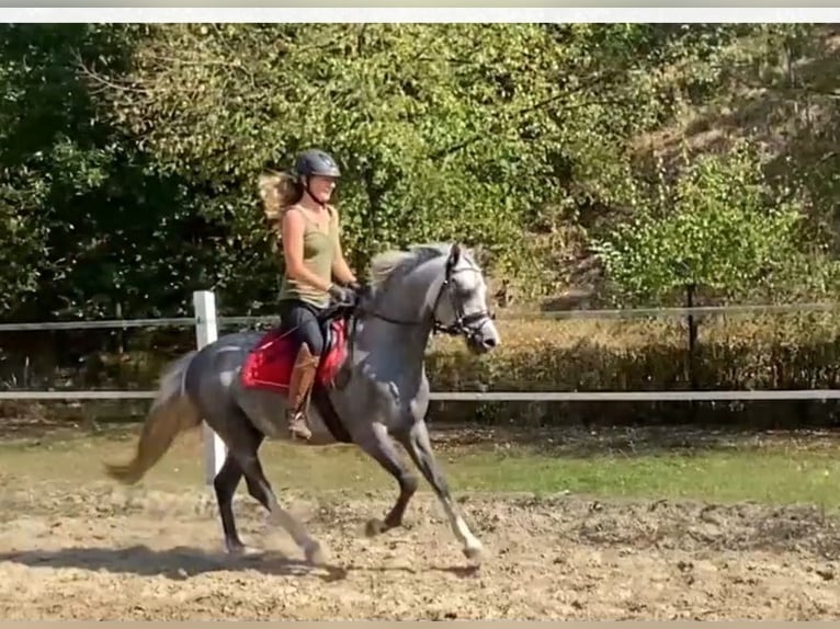 Niemiecki kuc wierzchowy Wałach 4 lat 143 cm Siwa jabłkowita in Salzwedel