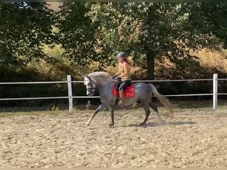 Niemiecki kuc wierzchowy Wałach 4 lat 143 cm Siwa jabłkowita in Salzwedel