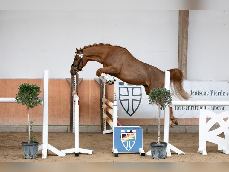 Niemiecki kuc wierzchowy Wałach 4 lat 146 cm Ciemnokasztanowata in Ahrensburg