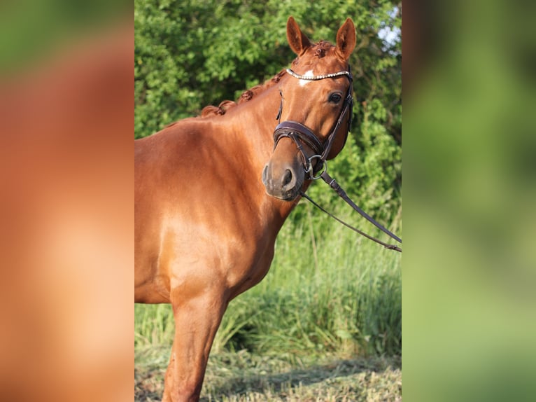 Niemiecki kuc wierzchowy Wałach 4 lat 147 cm Kasztanowata in Trebbin