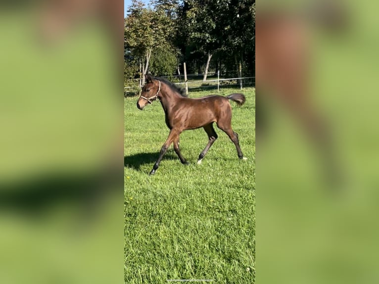 Niemiecki kuc wierzchowy Mix Wałach 4 lat 162 cm Gniada in Güstrow