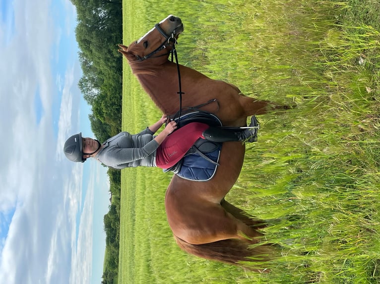 Niemiecki kuc wierzchowy Mix Wałach 5 lat 134 cm Kasztanowata in FehmarnWulfen