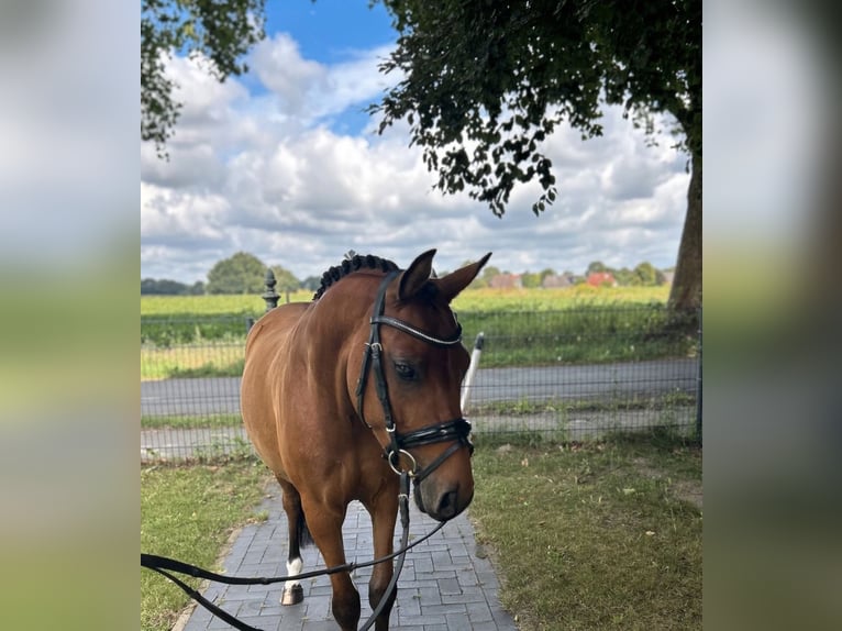 Niemiecki kuc wierzchowy Wałach 5 lat 137 cm Gniada in Neum&#xFC;nsterNeum&#xFC;nster