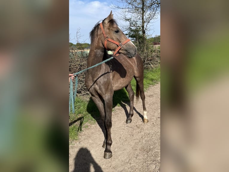 Niemiecki kuc wierzchowy Wałach 5 lat 147 cm Siwa in Bremen