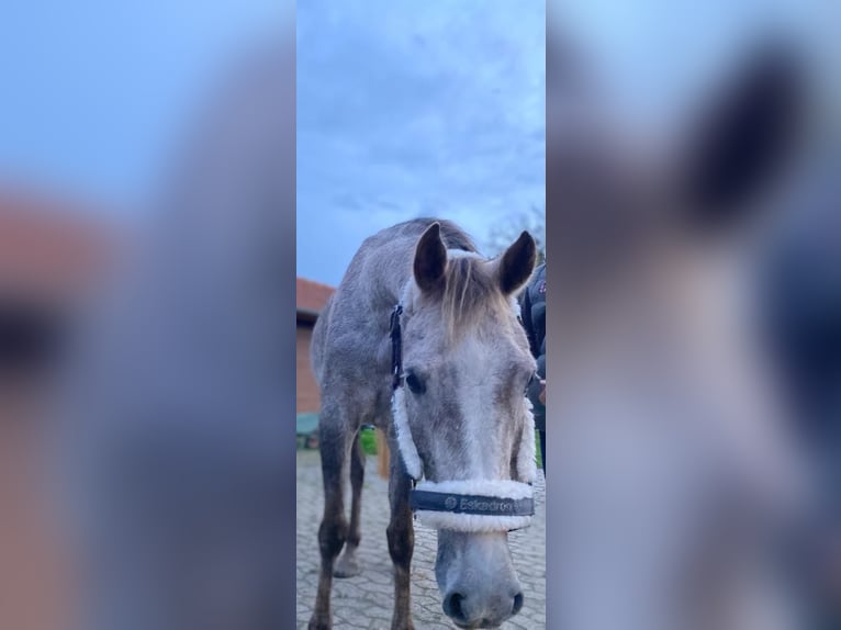 Niemiecki kuc wierzchowy Wałach 5 lat 147 cm Siwa in Bremen