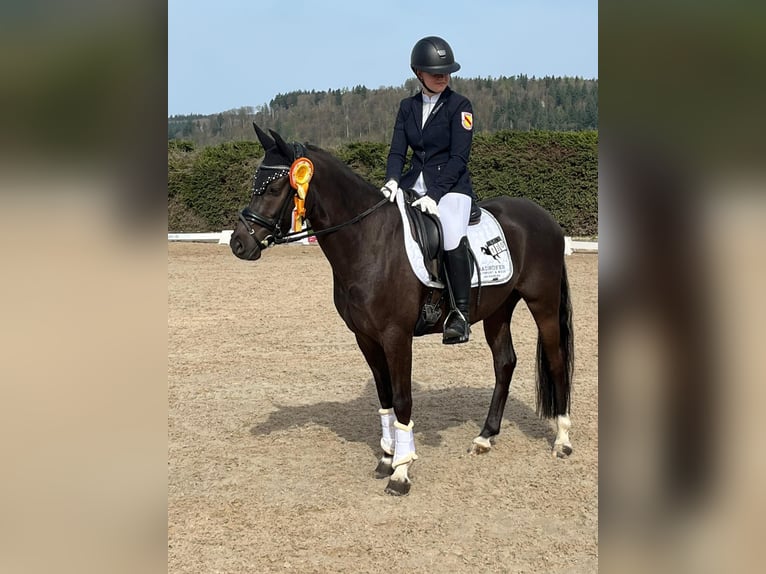 Niemiecki kuc wierzchowy Wałach 5 lat 147 cm Skarogniada in GundelfingenGundelfingen