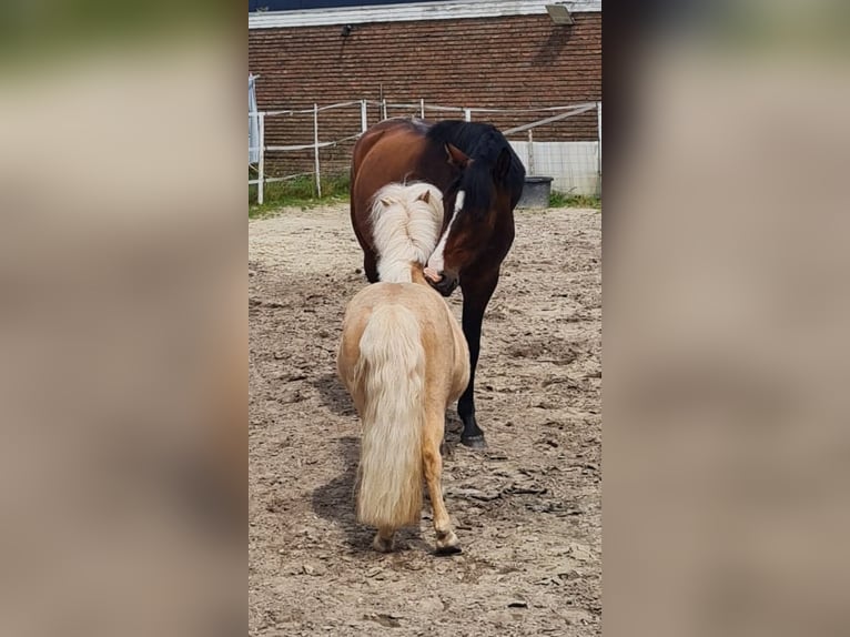 Niemiecki kuc wierzchowy Wałach 5 lat 148 cm Ciemnogniada in Esens