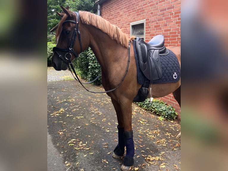 Niemiecki kuc wierzchowy Wałach 5 lat 148 cm Ciemnokasztanowata in Münster