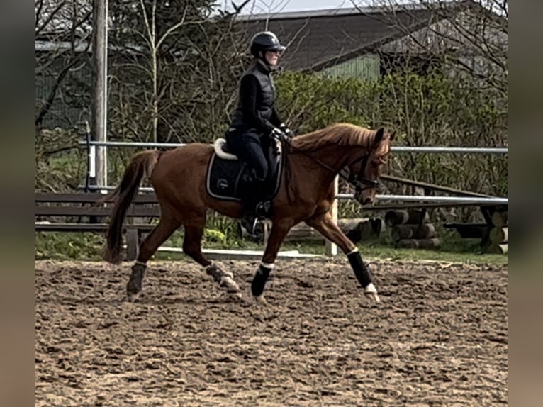 Niemiecki kuc wierzchowy Wałach 5 lat 148 cm Kasztanowata in Bohmstedt