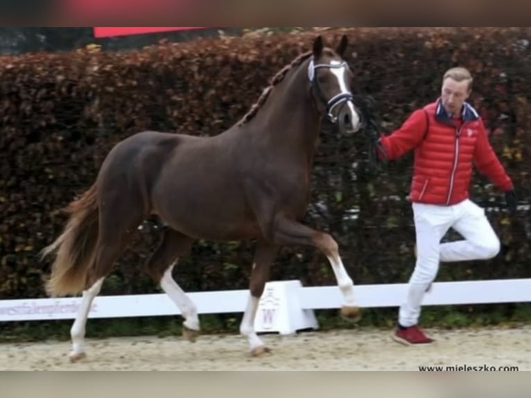 Niemiecki kuc wierzchowy Wałach 5 lat 148 cm Kasztanowata in Warendorf