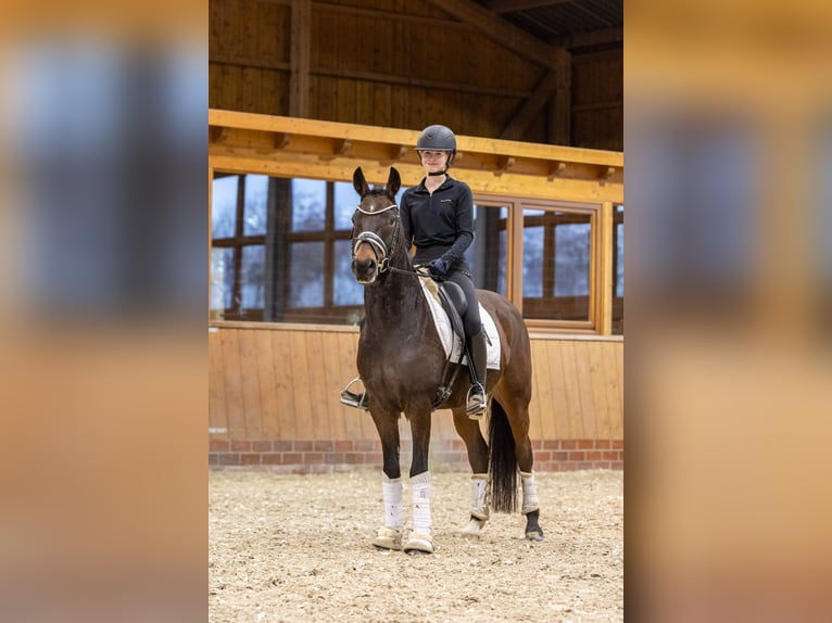 Niemiecki kuc wierzchowy Wałach 5 lat 148 cm Skarogniada in Essen (Oldenburg)