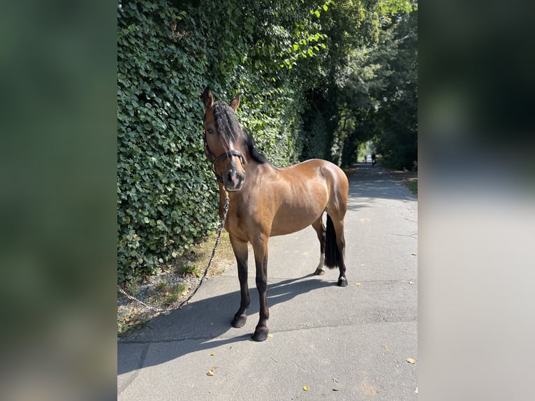 Niemiecki kuc wierzchowy Wałach 5 lat 152 cm Gniada in Egelsbach