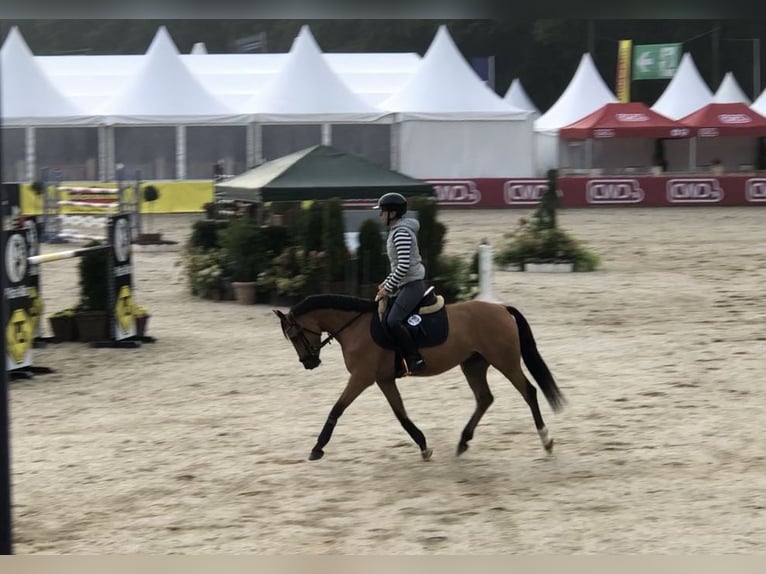 Niemiecki kuc wierzchowy Wałach 6 lat 143 cm Jelenia in Lensahn