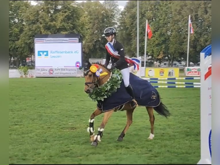 Niemiecki kuc wierzchowy Wałach 6 lat 143 cm Jelenia in Lensahn