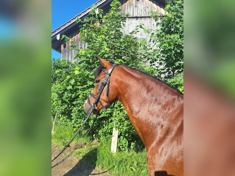 Niemiecki kuc wierzchowy Wałach 6 lat 147 cm in Gangkofen