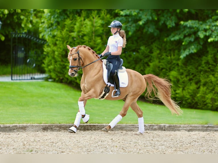 Niemiecki kuc wierzchowy Wałach 7 lat 146 cm Bułana in Reher