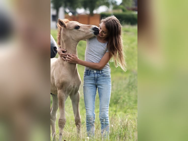 Niemiecki kuc wierzchowy Wałach 7 lat 146 cm Bułana in Reher