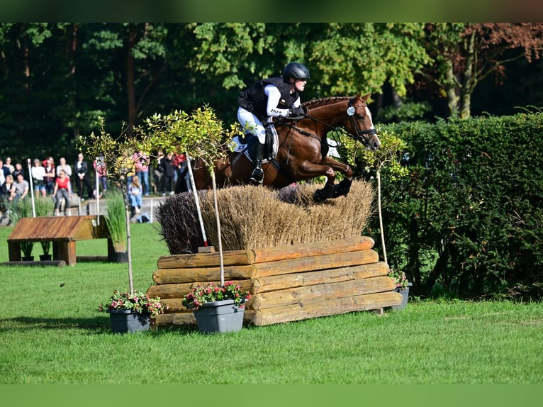 Niemiecki kuc wierzchowy Wałach 7 lat 147 cm Kasztanowata in Lengenfeld