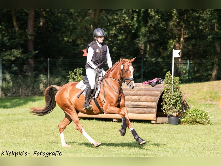 Niemiecki kuc wierzchowy Wałach 7 lat 147 cm Kasztanowata in Lengenfeld