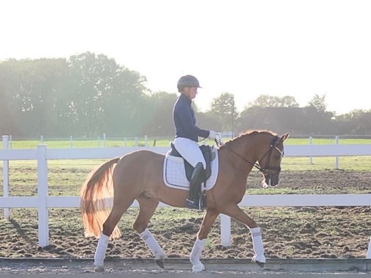 Niemiecki kuc wierzchowy Wałach 7 lat 148 cm Bułana in Recke, bei Osnabrück